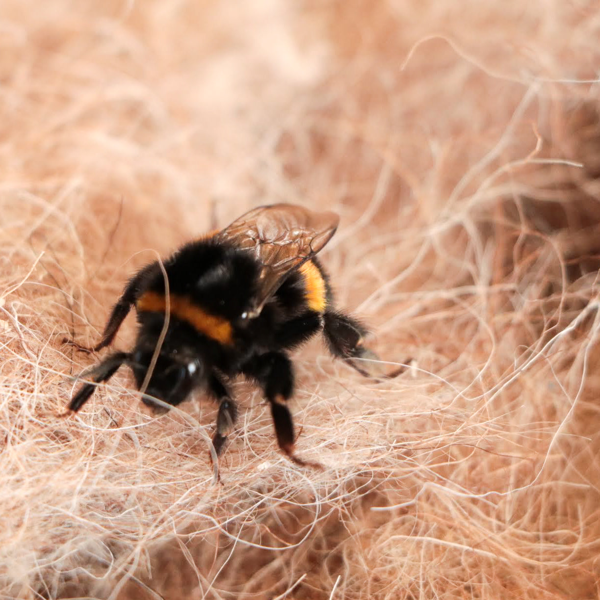 Bumble Bee Nesting Box