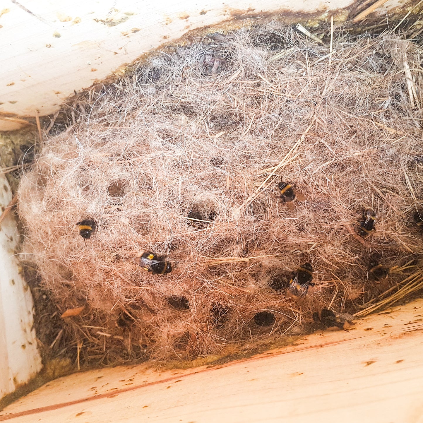 Bumble Bee Nesting Box