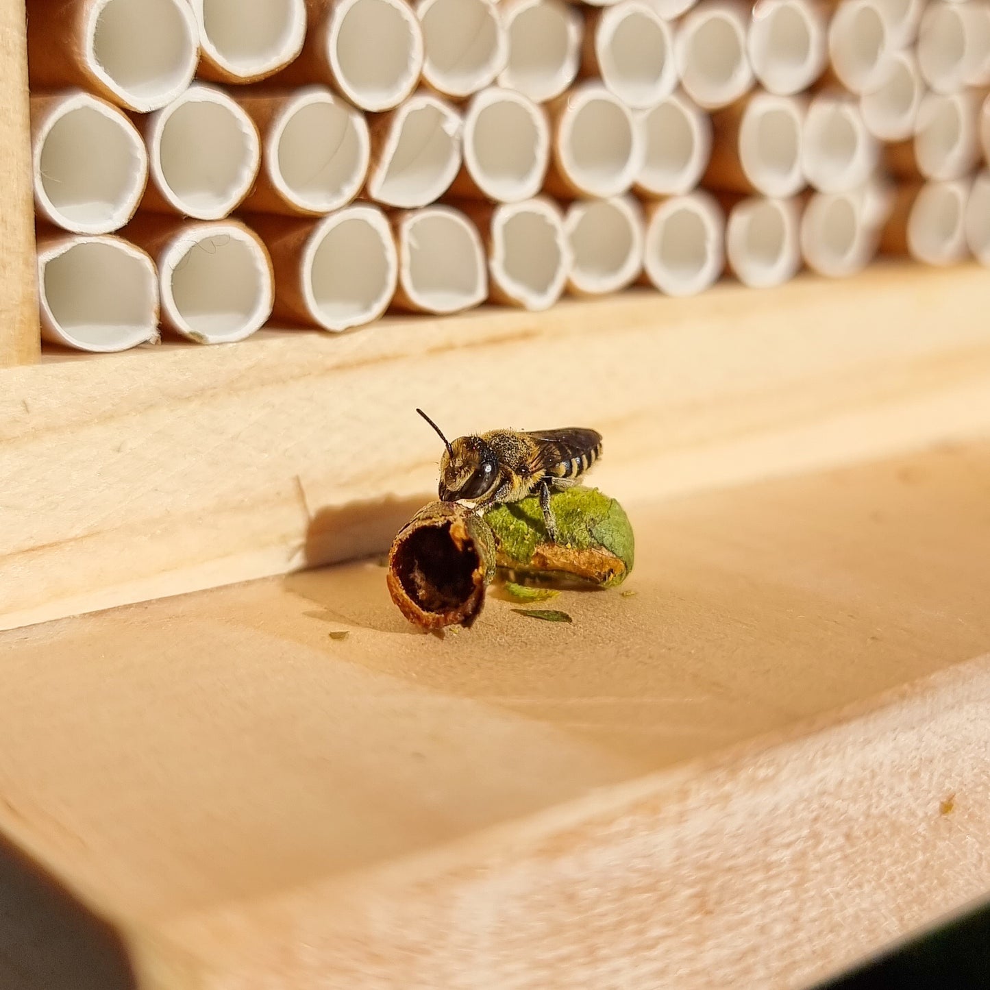 Leafcutter Bee Home Garden Starter Kit