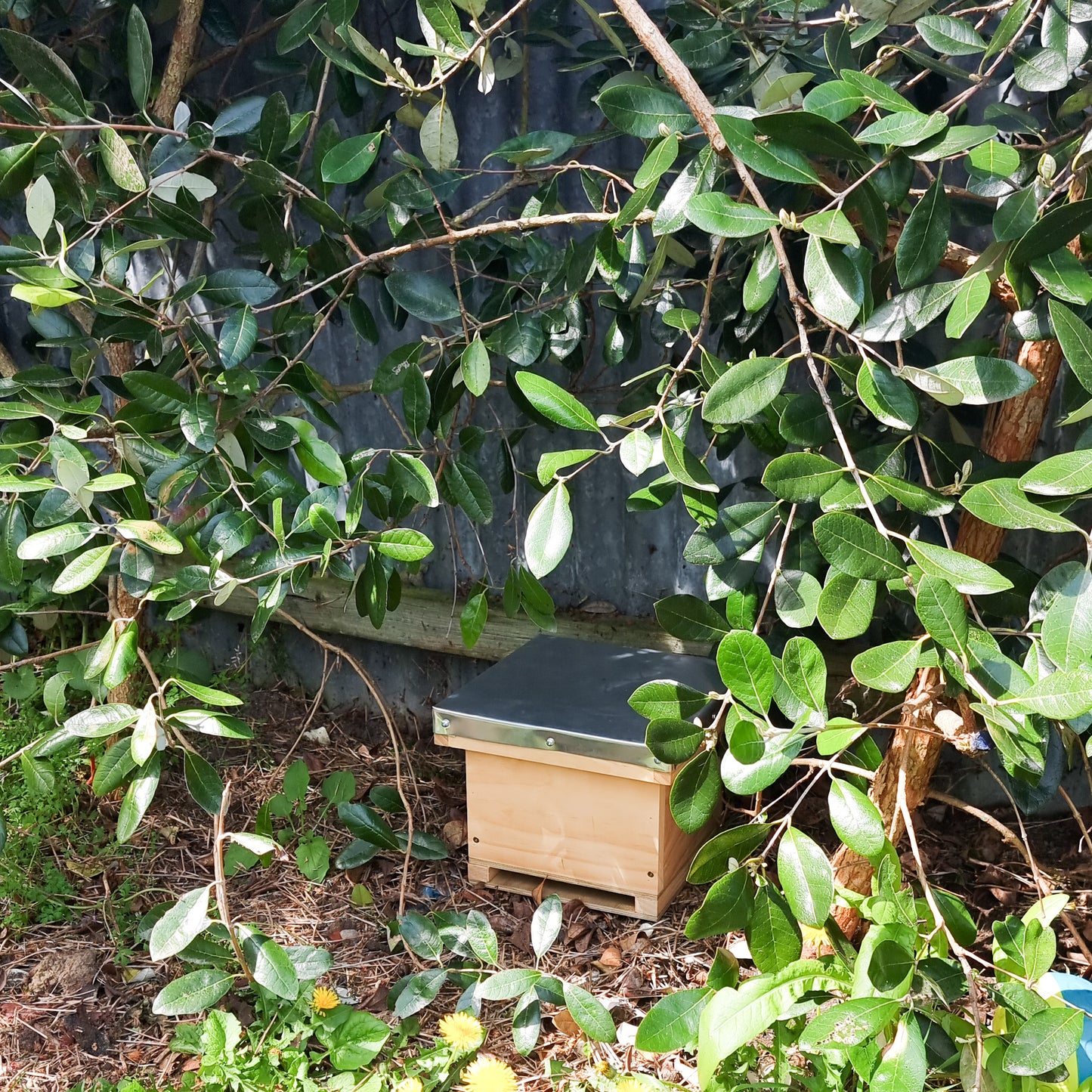 Bumble Bee Nesting Box