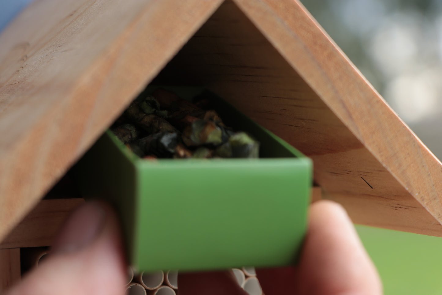 Leafcutter Bee Cocoons