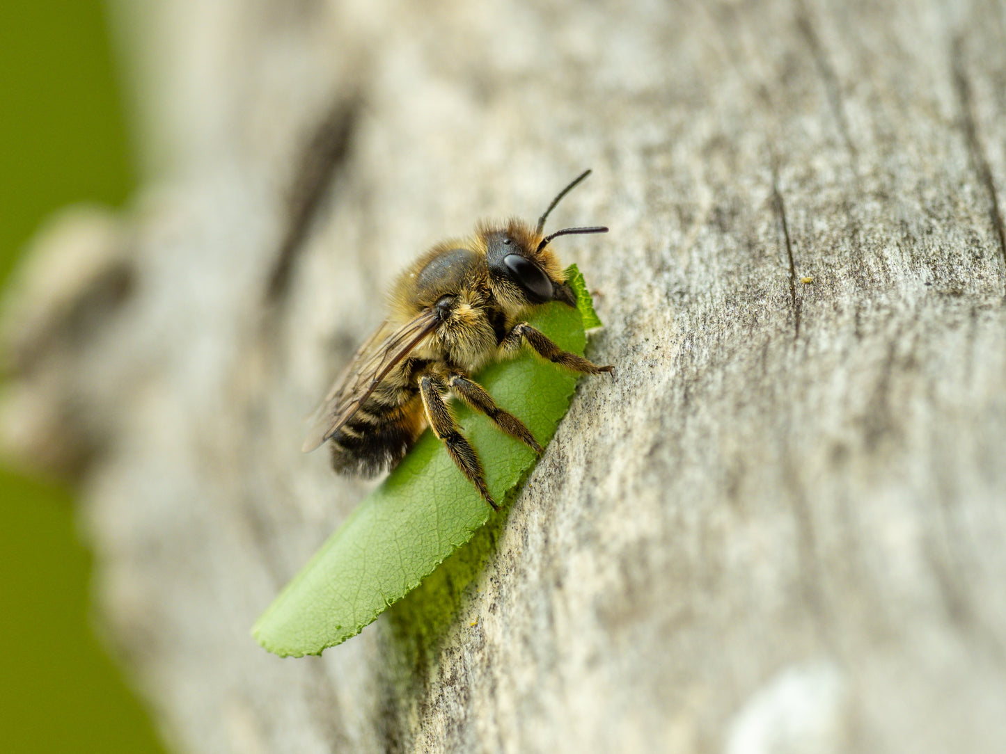 Leafcutter Bee Home Garden Starter Kit