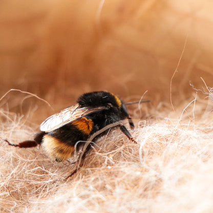 Bumble Bee Nesting Box